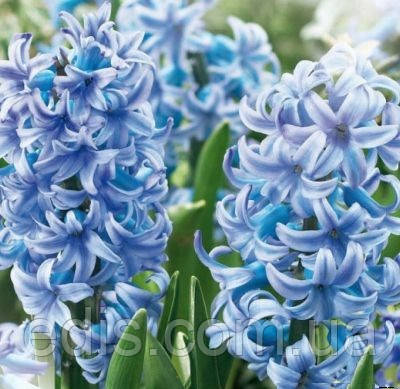 Гіацинт Blue Giant (Блу Джайент) 1 цибулина (калібр 14/15 - великий), фото 1