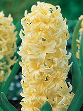 Гіацинт City of Haarlem (Сіті ов Харлем) 1 цибулина (калібр 14/15 - великий)