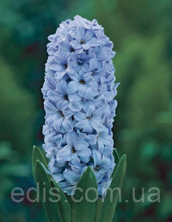 Гіацинт Delft Blue 1 цибулина (калібр 18/19 - дуже великий)