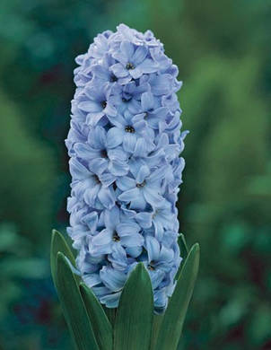 Гіацинт Delft Blue 1 цибулина (калібр 18/19 - дуже великий), фото 1
