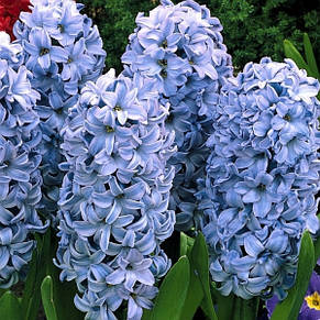 Гіацинт Delft Blue 1 цибулина (калібр 18/19 - дуже великий), фото 3