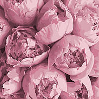 Картина по номерам ArtCraft Розовая нежность 40x40 см (13103-AC) Пионы