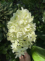 Гортензія волотисиа Скайфол / Hydrangea paniculata 'Skyfall'®, С3