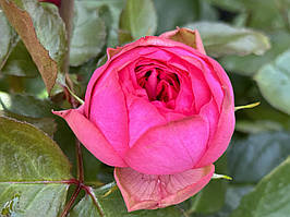 Саджанці троянд Пінк Піано (Pink Piano )