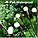 Світильник на сонячній батареї для саду Світлячок на 10 лампочок Колір світла Різнокольоровий, фото 3