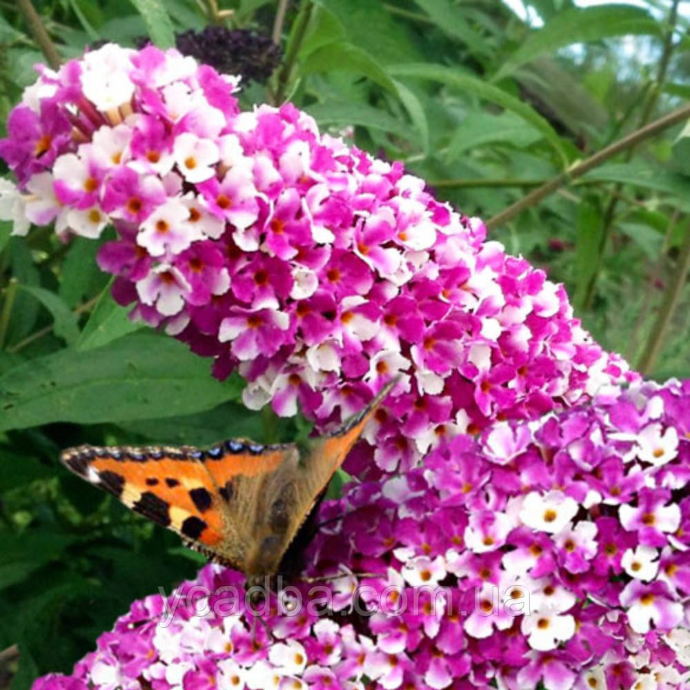 Буддлея Беррис энд Крем (горщик 0,5л), фото 1