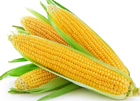 Семена Кукурузы кормовой Фиеста Агролиния 1000 г