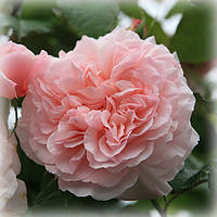 Роза шраб Роз Де Толбиак (Rose de Tolbiac)