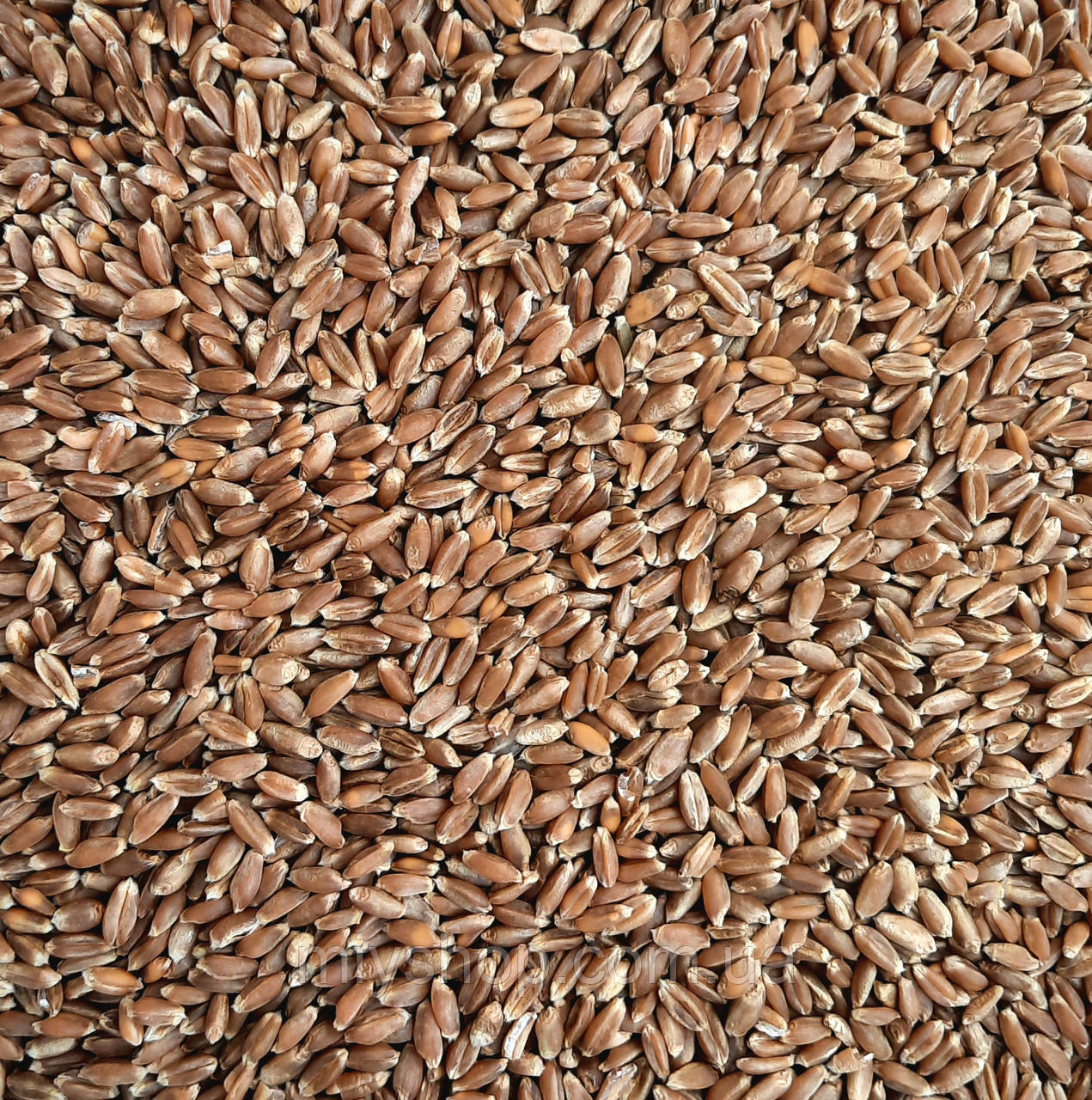 Пшениця озима 1 кг, фото 1