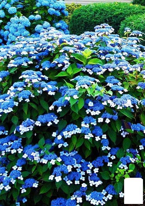 Купить Гортензия пильчатая "Bluebird", цена 179 ₴ — Prom.ua (ID#1934575374)