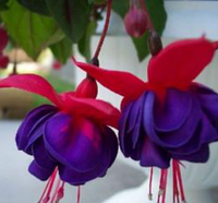 Фуксия махровая красно синяя укорененный черенок, Fuchsia triphylla