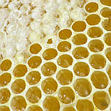 Мед забрусний 1л - засіб для профілактики та лікування застудних захворювань, фото 6