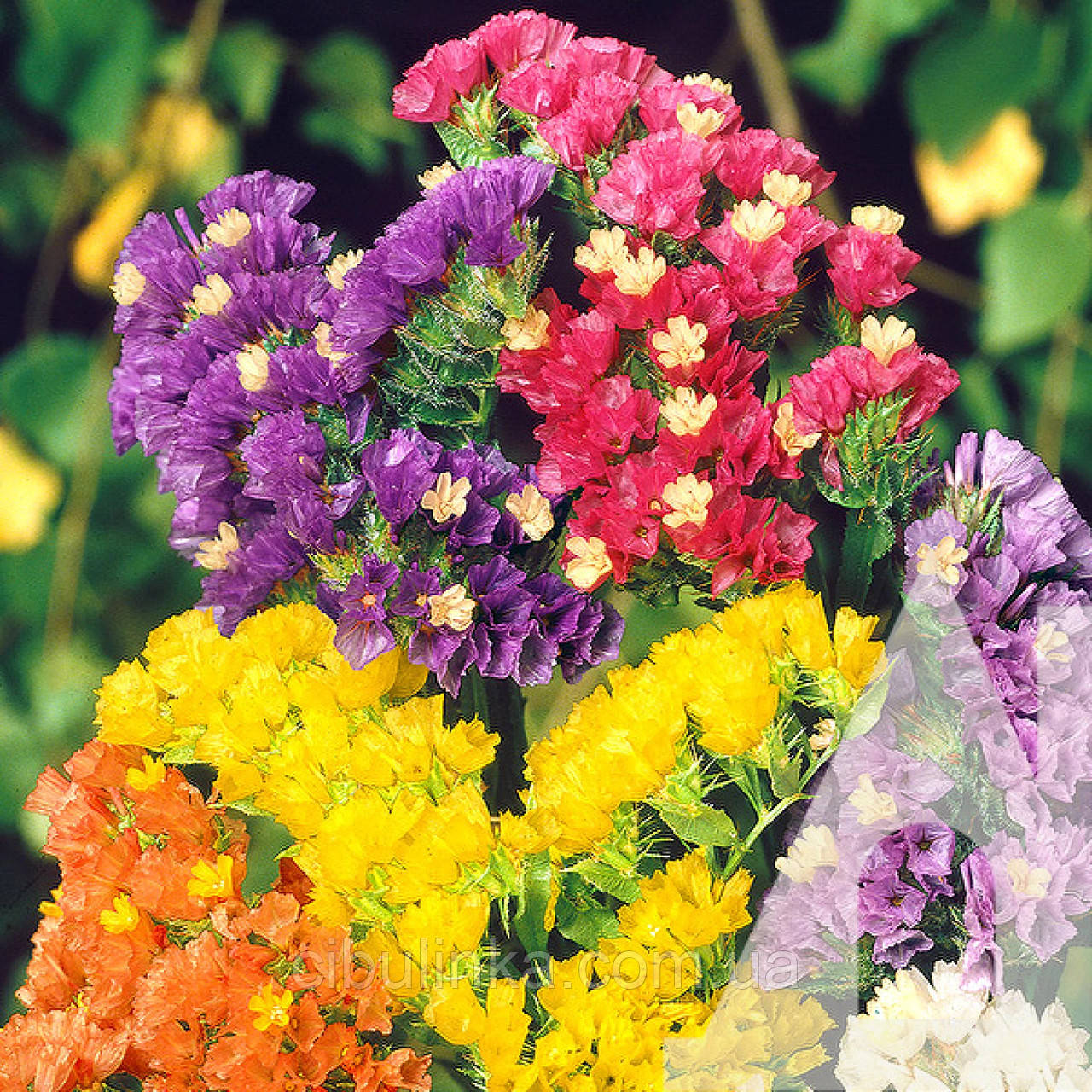 Статиця Кермек Пасіфік (суміш) 20 шт, фото 1