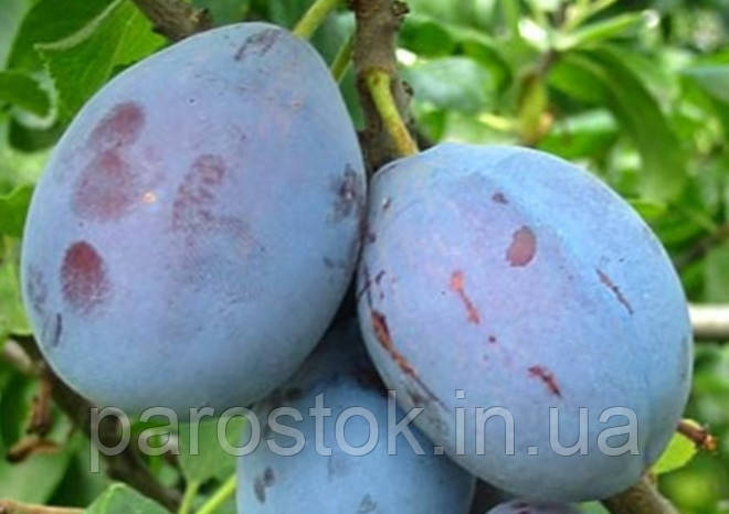 Слива Чачакська Лепотика. Підщепа евріка. (вввв), фото 1