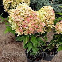 Гортензія волотиста Графіті / С5 / Hydrangea Graffiti, фото 6