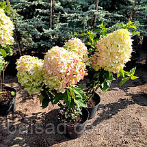 Гортензія волотиста Графіті / С5 / Hydrangea Graffiti, фото 4