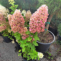 Гортензія волотиста Геркулес / С20 / Hydrangea Hercules, фото 2