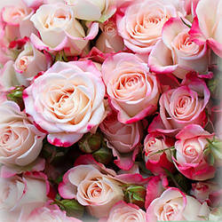 Троянда спрей Рефлекс (Reflex)