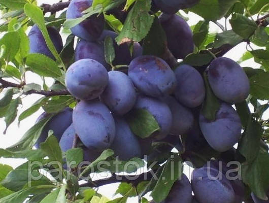 Слива Віжен. Підщепа евріка, фото 1