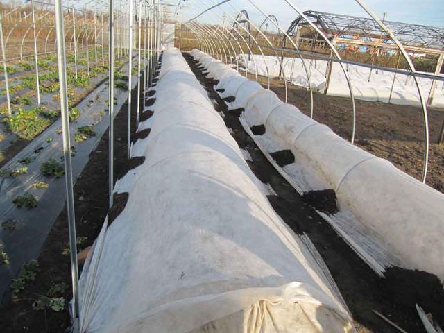 agrovolokno-kak-ukryvnoj-material ukryvnoj-material