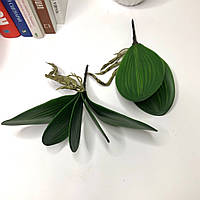 Листья орхидеи 17см
