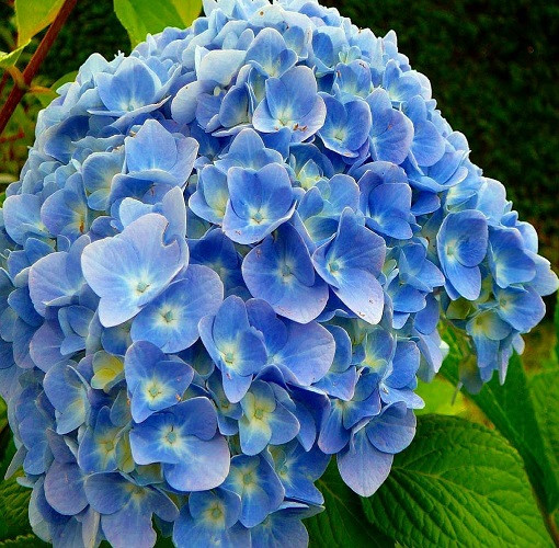 Гортензія крупнолистова Ніко Блю, Nikko Blue (контейнер 0,5л)