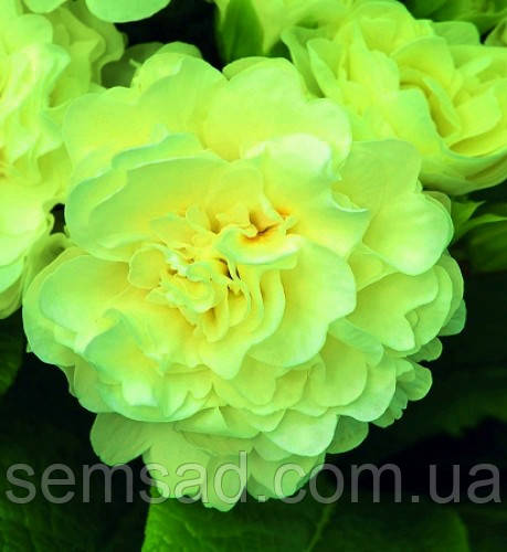 Примула балерина махрова " Лемон Шифон "\ Primula Belarina Lemon Chiffon ( багаторічна-саджанці р12 )