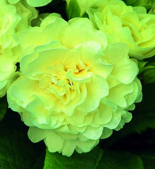 Примула балерина махрова " Лемон Шифон "\ Primula Belarina Lemon Chiffon ( багаторічна-саджанці р12 ), фото 1