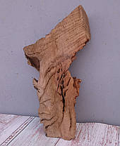 Зріз дерева для виробів (не оброблений) дуб 300х160мм., фото 2