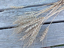 Пшениця з вусиками для декору, 18 шт/пучок натуральний сухоцвіт