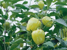 Насіння солодкого перцю Блонді F1 (Syngenta), поштучно — ультраранній (56-60 днів), індетермінантний, жовтий