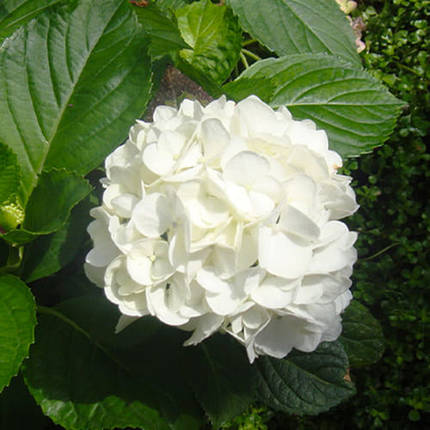 Гортензія Macrophylla Alba. контейнер P9, фото 1
