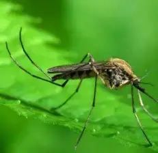 ЗАСОБИ ЗАХИСТУ ВІД КОМАХ І ШКІДНИКІВ