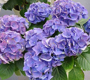Гортензія Early Blue. контейнер P9, фото 1