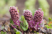 Butterbur: екстракт кореня білокопитника — для здоров’я мозку й нервової системи