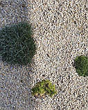 Крихта мармурова кремова для клумб та ландшафту (ціна за 1 кг від 1 тони), фото 5