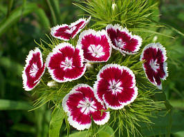 Насіння гвоздики турецької на зріз (Dianthus barbatus)