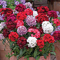 Dianthus barbatus Mix