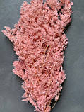 Аспарагус стабілізований рожево-персиковий ( 80 гр ), фото 2