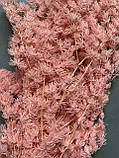 Аспарагус стабілізований рожево-персиковий ( 80 гр ), фото 3