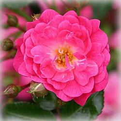 Троянда грунтопокривна Лавлі Фейрі (Lovely Fairy)