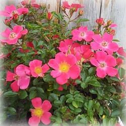 Троянда грунтопокривна Томмелайс (Tommelise)