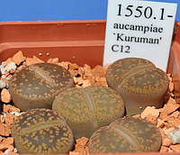 Літопс насіння Lithops aucampiae `Kuruman' C12------50 шт