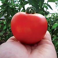 Крістал F1 (1 г) насіння томату Clause