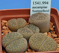 Літопс насіння Lithops aucampiae Soetmelksvlei ------50 шт