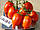 Насіння томату Колібрі F1 (Kolibri F1) 1000 н., фото 6