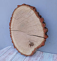 Зріз дерева для рукоділля, творчості, декору та інтер'єру (не оброблений) дуб 450х360мм., фото 2