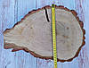 Зріз дерева для декору та інтер'єру (не оброблений) дуб 390х280мм., фото 4