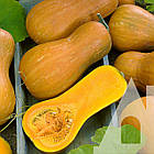 Гарбуз Новинка Садиба центр 10 г, фото 2