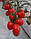 Насіння томату Колібрі F1 (Kolibri F1) 250 н., фото 5
